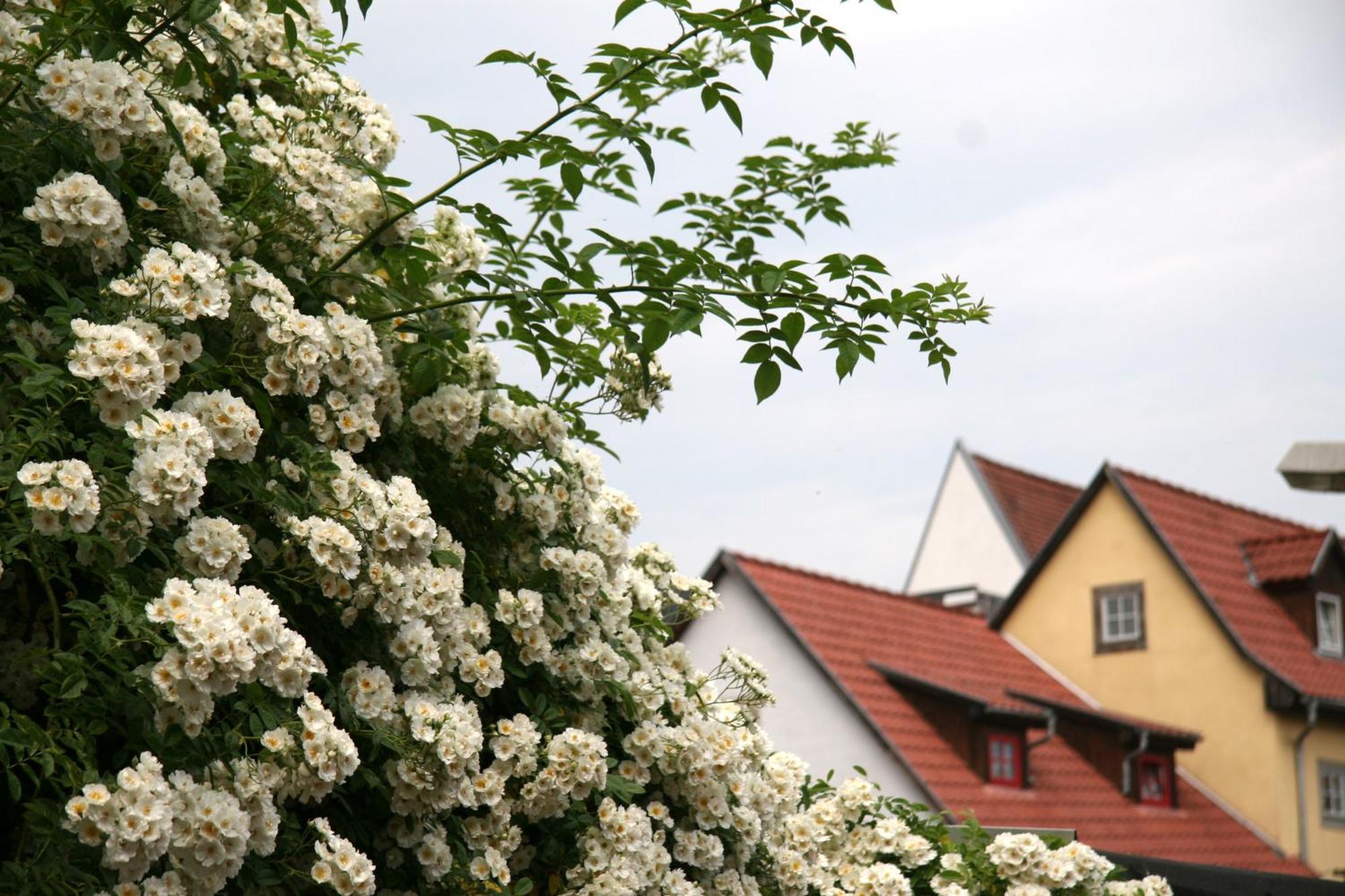 Pension am Dom Erfurt Bagian luar foto